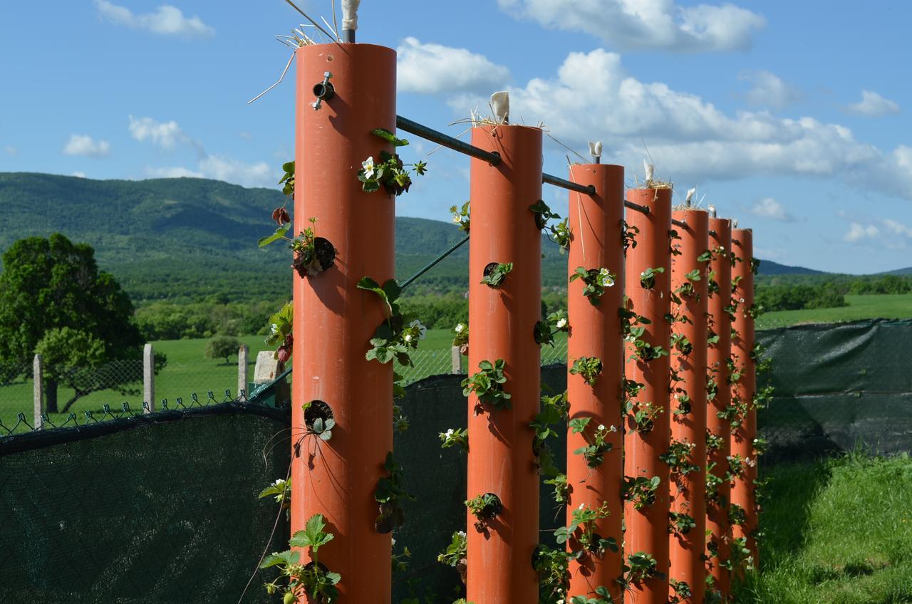 Bed and Breakfast Vis Velika Exterior foto